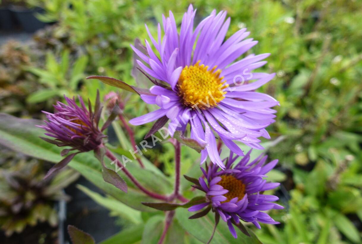 Hvězdnice novoanglická 'Barr's Blue' - Aster novae-angliae 'Barr's Blue'