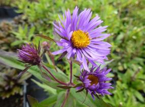 Hvězdnice novoanglická 'Barr's Blue' - Aster novae-angliae 'Barr's Blue'