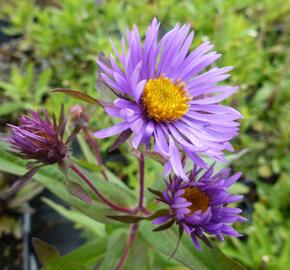 Hvězdnice novoanglická 'Barr's Blue' - Aster novae-angliae 'Barr's Blue'