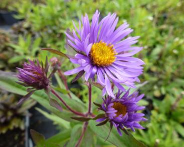 Hvězdnice novoanglická 'Barr's Blue'