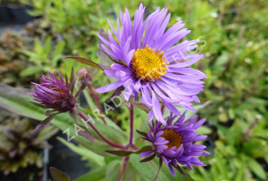 Hvězdnice novoanglická 'Barr's Blue' - Aster novae-angliae 'Barr's Blue'