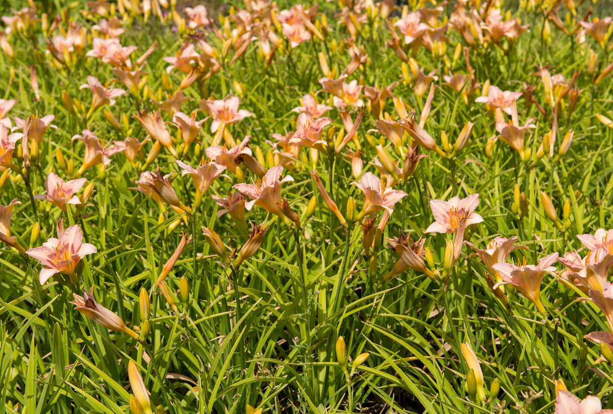 Denivka 'Longfields Glory' - Hemerocallis 'Longfields Glory'
