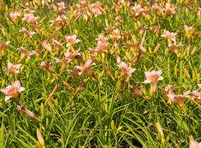 Denivka 'Longfields Glory' - Hemerocallis 'Longfields Glory'