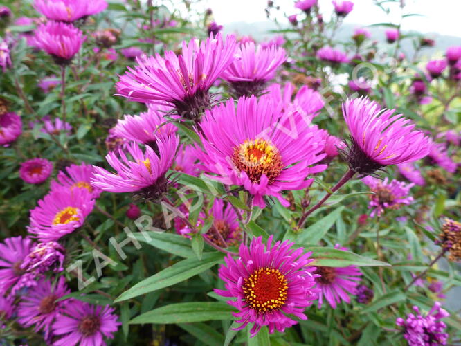 Hvězdnice novoanglická 'Andenken an Paul Gerber' - Aster novae-angliae 'Andenken an Paul Gerber'