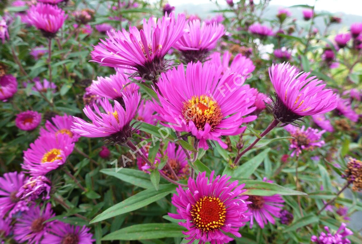 Hvězdnice novoanglická 'Andenken an Paul Gerber' - Aster novae-angliae 'Andenken an Paul Gerber'