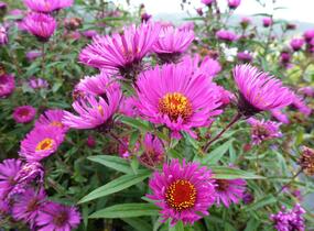 Hvězdnice novoanglická 'Andenken an Paul Gerber' - Aster novae-angliae 'Andenken an Paul Gerber'