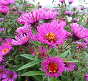 Hvězdnice novoanglická 'Andenken an Paul Gerber' - Aster novae-angliae 'Andenken an Paul Gerber'