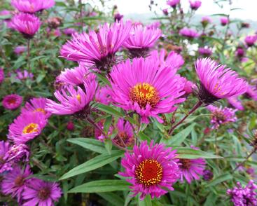 Hvězdnice novoanglická 'Andenken an Paul Gerber'