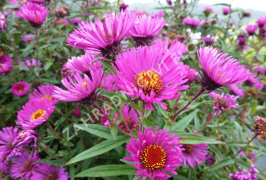 Hvězdnice novoanglická 'Andenken an Paul Gerber' - Aster novae-angliae 'Andenken an Paul Gerber'