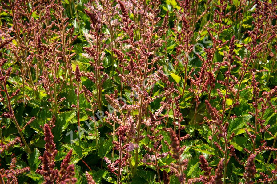 Čechrava čínská 'Veronica Klose' - Astilbe chinensis 'Veronica Klose'