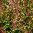 Čechrava čínská 'Veronica Klose' - Astilbe chinensis 'Veronica Klose'