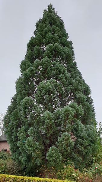 Sekvojovec obrovský 'Glaucum' - Sequoiadendron giganteum 'Glaucum'