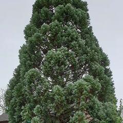 Sekvojovec obrovský 'Glaucum' - Sequoiadendron giganteum 'Glaucum'