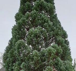 Sekvojovec obrovský 'Glaucum' - Sequoiadendron giganteum 'Glaucum'