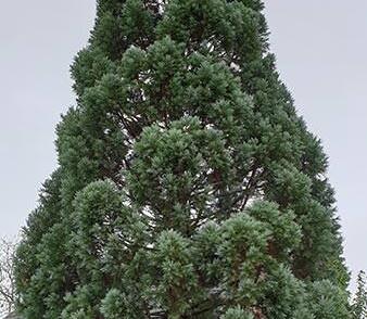 Sekvojovec obrovský 'Glaucum'