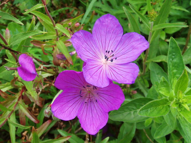 Kakost 'Kashmir Purple' 2 - Geranium clarkei 'Kashmir Purple' 2