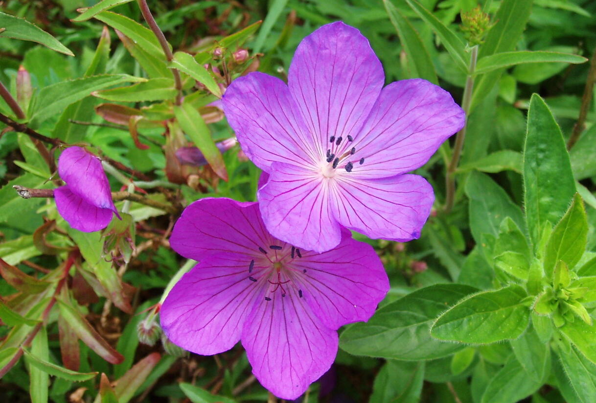Kakost 'Kashmir Purple' 2 - Geranium clarkei 'Kashmir Purple' 2