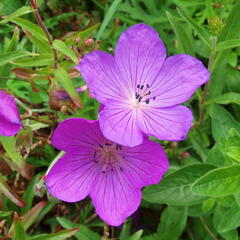 Kakost 'Kashmir Purple' 2 - Geranium clarkei 'Kashmir Purple' 2