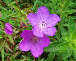 Kakost 'Kashmir Purple' 2