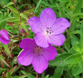 Kakost 'Kashmir Purple' 2 - Geranium clarkei 'Kashmir Purple' 2