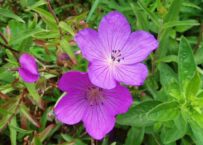 Kakost 'Kashmir Purple' 2 - Geranium clarkei 'Kashmir Purple' 2