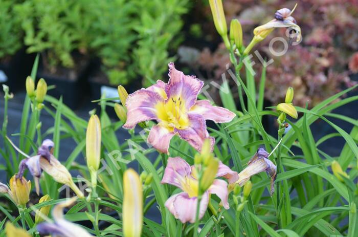 Denivka 'Mildred Mitchell' - Hemerocallis 'Mildred Mitchell'