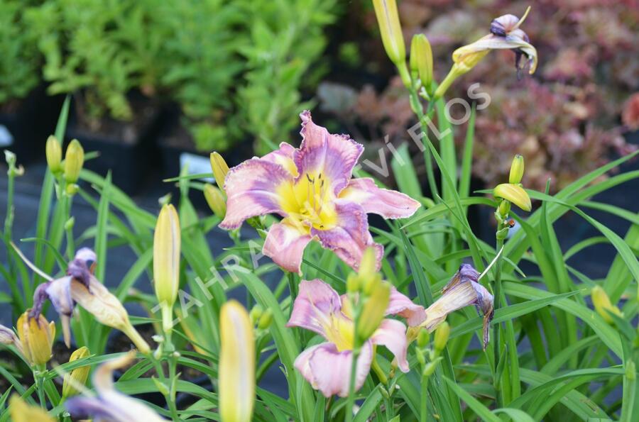 Denivka 'Mildred Mitchell' - Hemerocallis 'Mildred Mitchell'