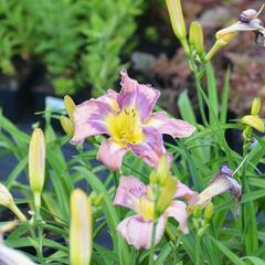 Denivka 'Mildred Mitchell' - Hemerocallis 'Mildred Mitchell'