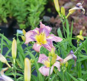 Denivka 'Mildred Mitchell' - Hemerocallis 'Mildred Mitchell'