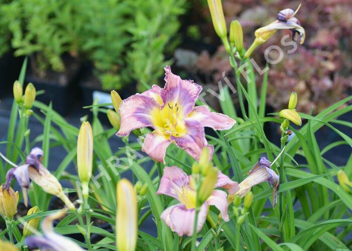 Denivka 'Mildred Mitchell' - Hemerocallis 'Mildred Mitchell'