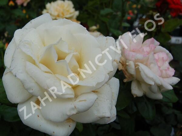 Růže velkokvětá 'Galahad' - Rosa VK 'Galahad'