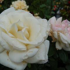 Růže velkokvětá 'Galahad' - Rosa VK 'Galahad'