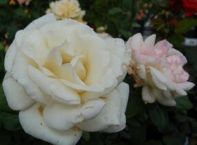Růže velkokvětá 'Galahad' - Rosa VK 'Galahad'
