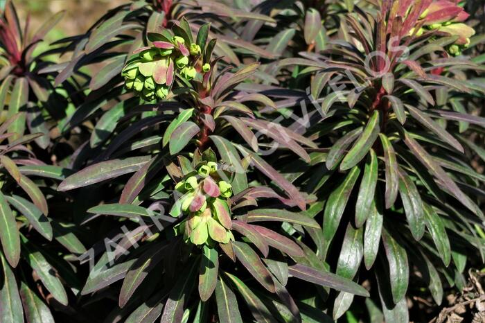 Pryšec mandloňovitý 'Purpurea' - Euphorbia amygdaloides 'Purpurea'