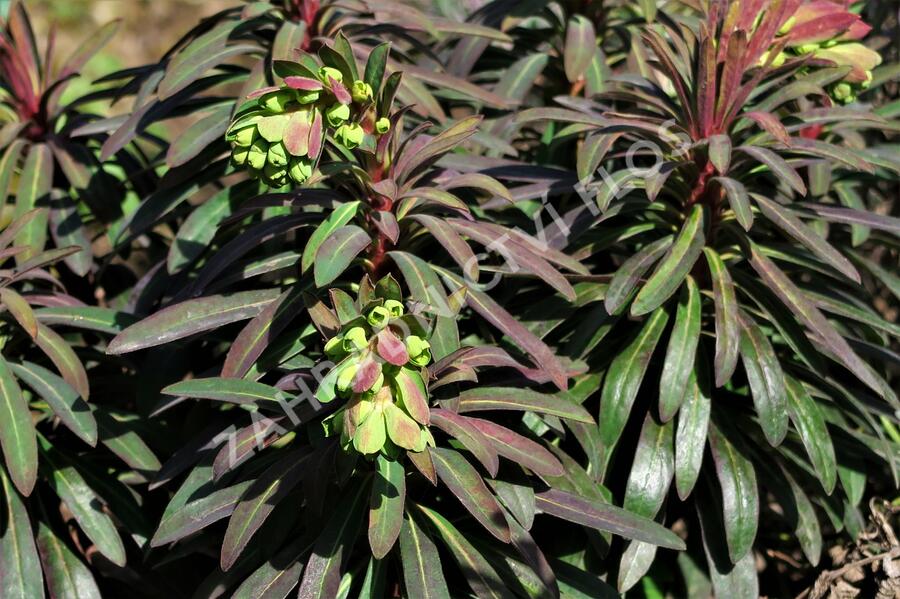 Pryšec mandloňovitý 'Purpurea' - Euphorbia amygdaloides 'Purpurea'