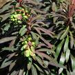Pryšec mandloňovitý 'Purpurea' - Euphorbia amygdaloides 'Purpurea'