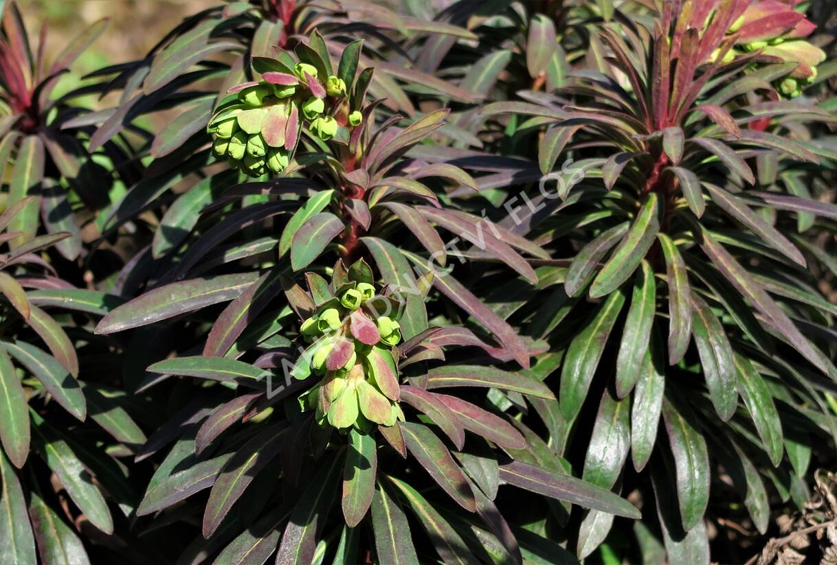 Pryšec mandloňovitý 'Purpurea' - Euphorbia amygdaloides 'Purpurea'