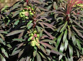 Pryšec mandloňovitý 'Purpurea' - Euphorbia amygdaloides 'Purpurea'