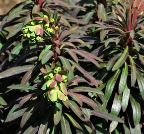 Pryšec mandloňovitý 'Purpurea' - Euphorbia amygdaloides 'Purpurea'