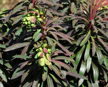 Pryšec mandloňovitý 'Purpurea'