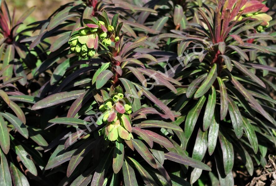 Pryšec mandloňovitý 'Purpurea' - Euphorbia amygdaloides 'Purpurea'