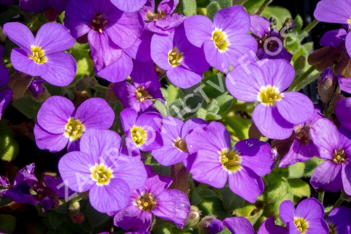 Tařička kosníkovitá 'Audrey Light Blue' - Aubrieta deltoides 'Audrey Light Blue'