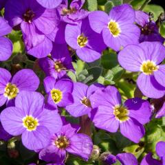 Tařička kosníkovitá 'Audrey Light Blue' - Aubrieta deltoides 'Audrey Light Blue'