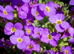 Tařička kosníkovitá 'Audrey Light Blue' - Aubrieta deltoides 'Audrey Light Blue'