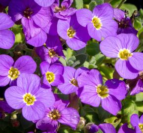 Tařička kosníkovitá 'Audrey Light Blue' - Aubrieta deltoides 'Audrey Light Blue'