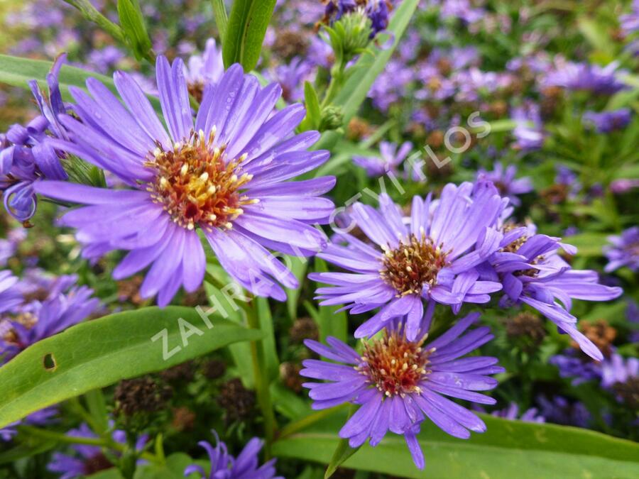 Hvězdnice novobelgická 'Schöne von Dietlikon' - Aster novi-belgii 'Schöne von Dietlikon'