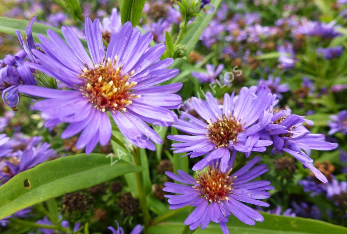 Hvězdnice novobelgická 'Schöne von Dietlikon' - Aster novi-belgii 'Schöne von Dietlikon'