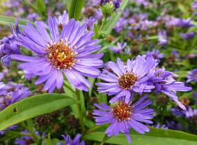 Hvězdnice novobelgická 'Schöne von Dietlikon' - Aster novi-belgii 'Schöne von Dietlikon'