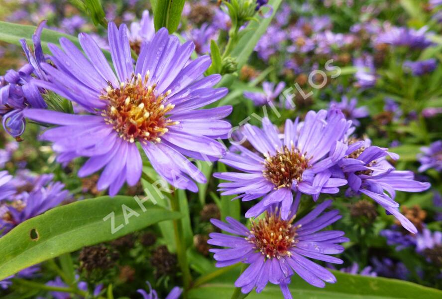 Hvězdnice novobelgická 'Schöne von Dietlikon' - Aster novi-belgii 'Schöne von Dietlikon'