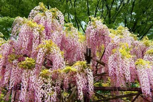 Vistárie květnatá 'Honbeni' - Wisteria floribunda 'Honbeni'